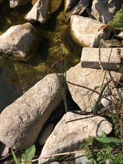 Sympetrum striolatum