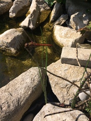 Sympetrum striolatum