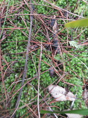 Phyllocladus trichomanoides