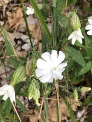 Silene latifolia
