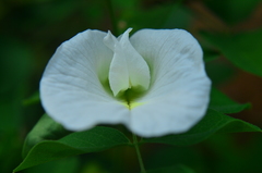 Clitoria