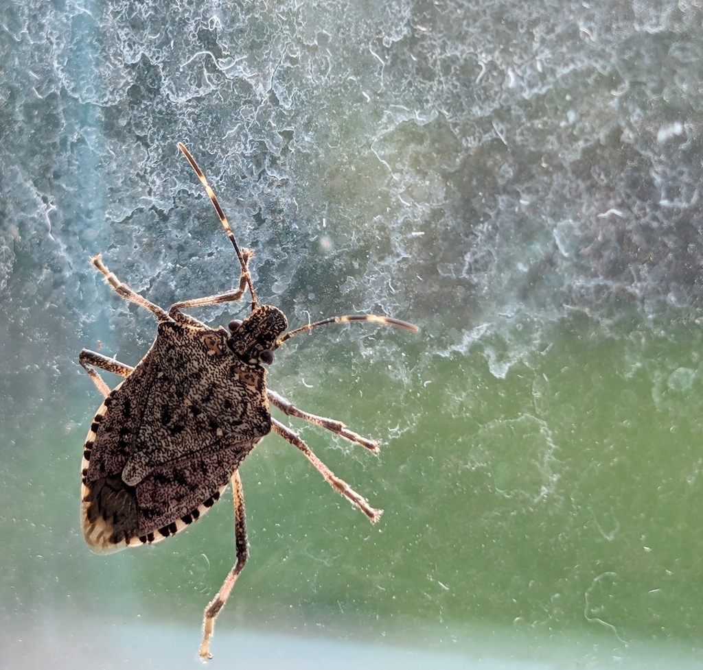 Brown Triangular Bug Brown Marmorated Stink Bug in April 2025 by Julie · iNaturalist