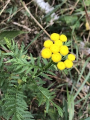 Tanacetum vulgare
