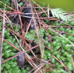 Phyllocladus trichomanoides