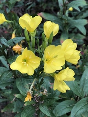 Oenothera biennis