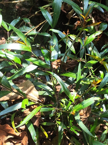 Mysore gamboge (Garcinia wightii)