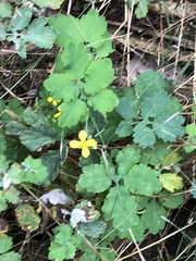 Chelidonium majus