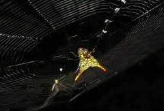 Micrathena lucasi