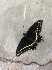 Papilio indra