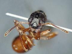 Myrmica scabrinodis