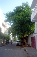 Terminalia catappa