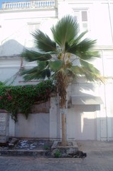 Pritchardia pacifica