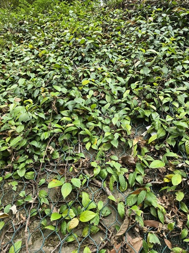 Ficus hederacea observed 2025-04-27