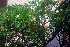 Plumeria rubra
