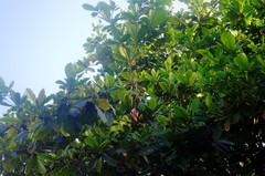 Terminalia catappa