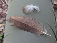 Steatornis caripensis