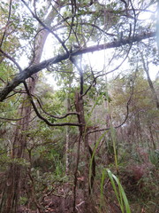 Pseudopanax arboreus