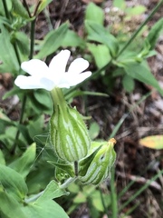 Silene latifolia