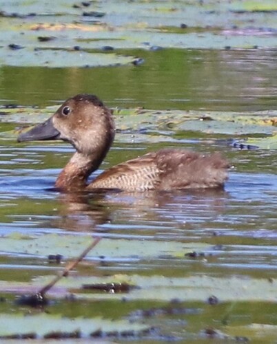 Dendrocygne veuf, jeune