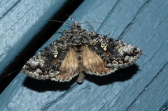 Syngrapha octoscripta