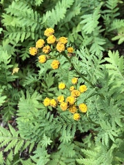 Tanacetum vulgare
