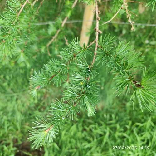Japanese larch (Larix kaempferi)
