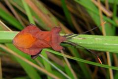 Dalader planiventris