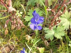 Gentianopsis barbata