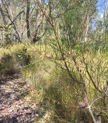 Hakea actites