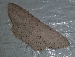 Cyclophora turneri