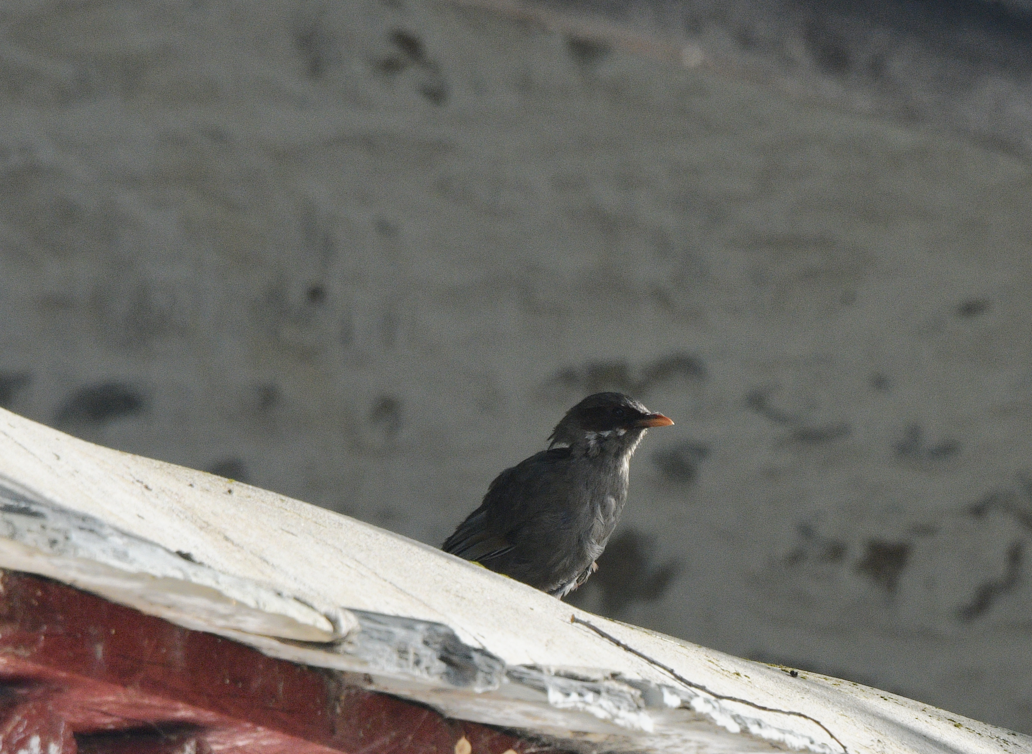 Brown-cheeked Laughingthrush