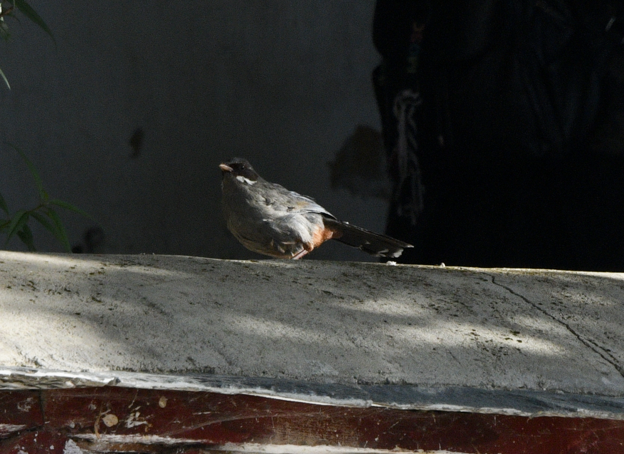 Brown-cheeked Laughingthrush