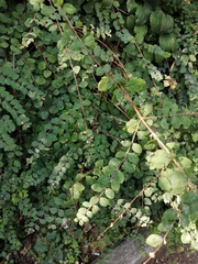 Symphoricarpos × chenaultii