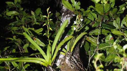 Ivory-Colored Angraecum (Angraecum eburneum)