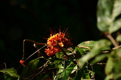 Saraca asoca