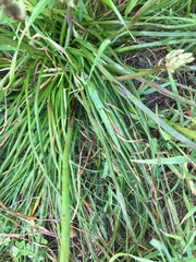 Trachyandra filiformis