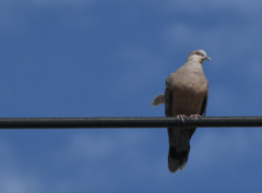 Streptopelia orientalis