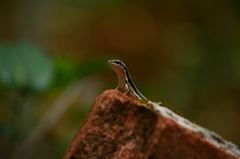 Sphenomorphus dussumieri