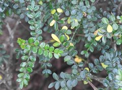 Zanthoxylum beecheyanum