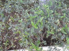 Zanthoxylum beecheyanum