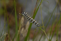 Papilio alexanor