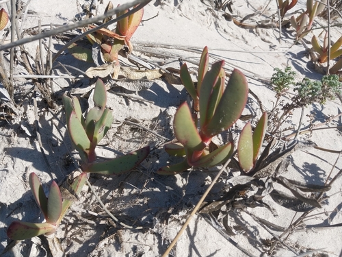 Giant Sourfig (Carpobrotus quadrifidus)
