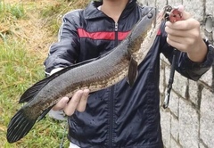 Channa striata