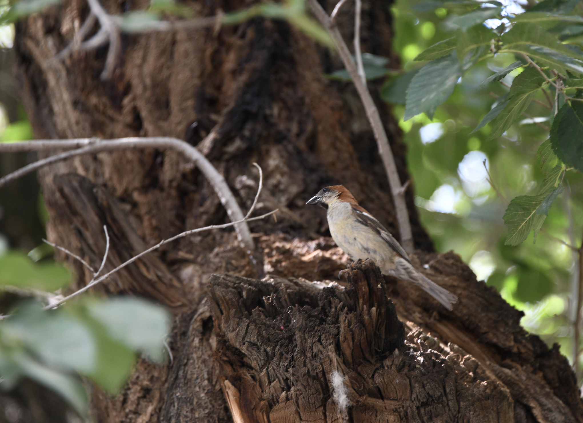 Russet Sparrow