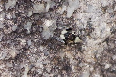 Colopsus manu