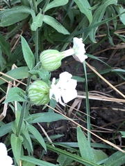 Silene latifolia