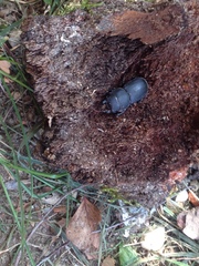 Dorcus parallelipipedus