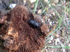 Dorcus parallelipipedus