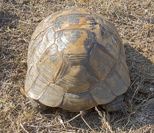 Greek Tortoise