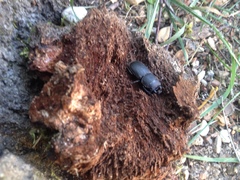Dorcus parallelipipedus